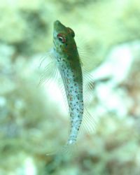 This is a blenny that we caught in mid water off of Litte... by Platt Allen 